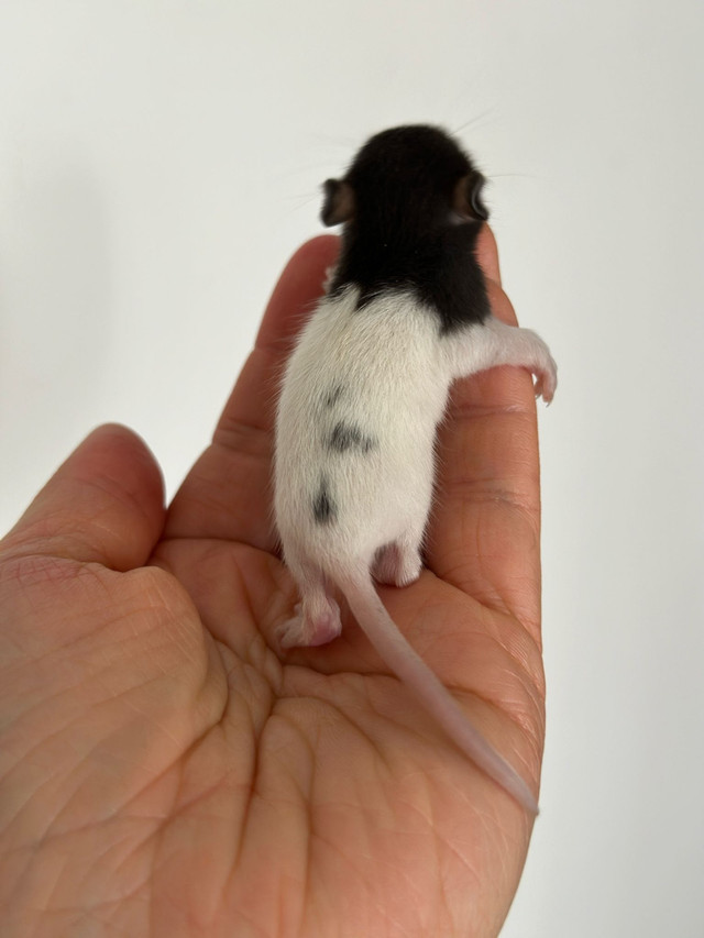 bébés rats dans Petits animaux à adopter  à Ville de Montréal - Image 4
