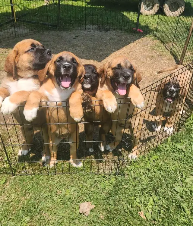 english mastiff puppies in Dogs & Puppies for Rehoming in London - Image 11