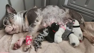 Pawdorabulls French Bulldogs - 11 babies arrived July 8th!!, View more
