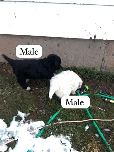 Dogs , puppies pyredoodle, View more