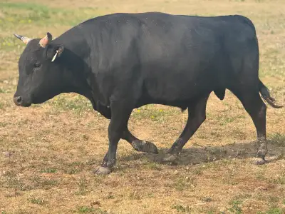Full Blood Registered Wagyu Bulls, View more