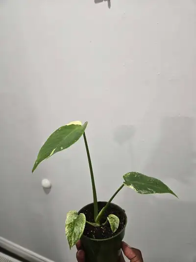 Monstera Deliciosa Mint, View more