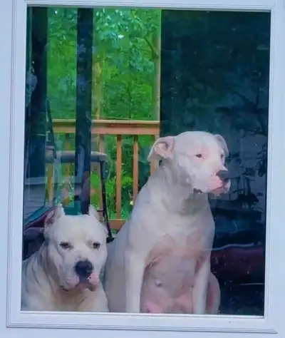 Dogo Argentino puppy, View more