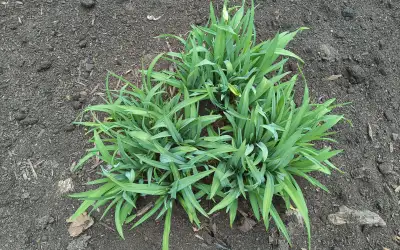Yellow Dwarf Daylily---hardy perennial, View more