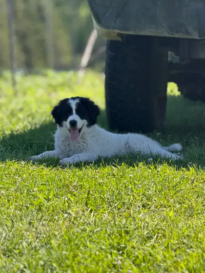 Great Pyrenees x Antolian Shepherd puppies, View more