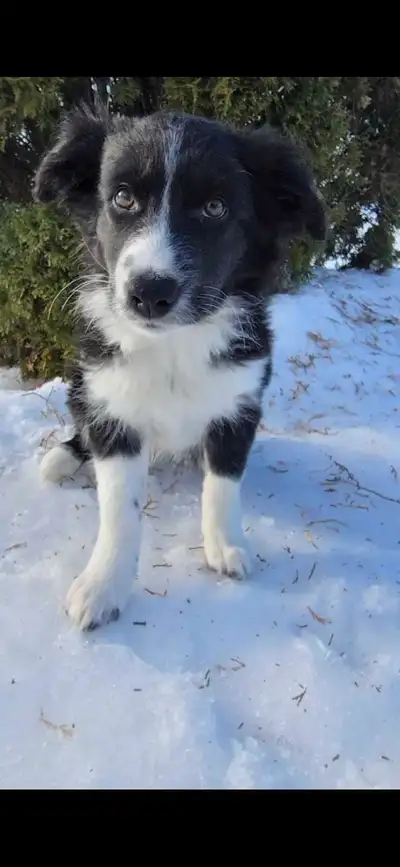 Border Collie , View more