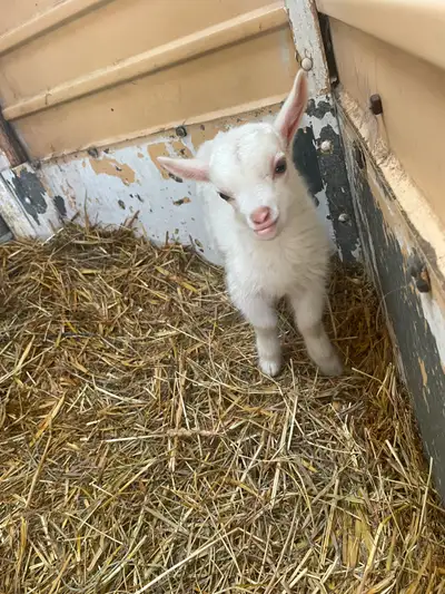 Baby Goat, View more