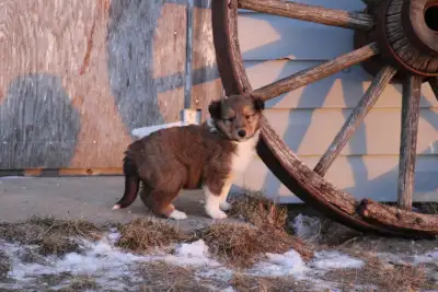Lassie/Rough Collie Puppies, View more