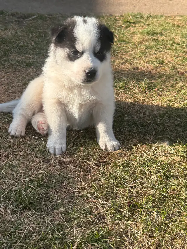 Samusky puppies in Dogs & Puppies for Rehoming in Edmonton - Image 4