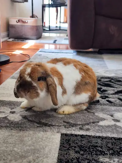 Holland lop dwarf bunny rabbit, View more