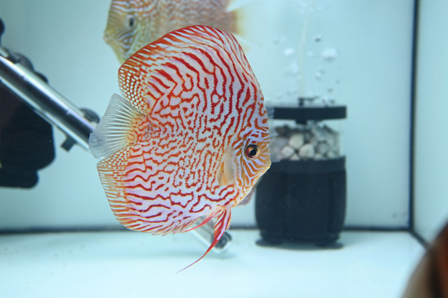 Beautiful discus fish at Fins8 - Shipping Canada wide in Fish for Rehoming in Regina - Image 4