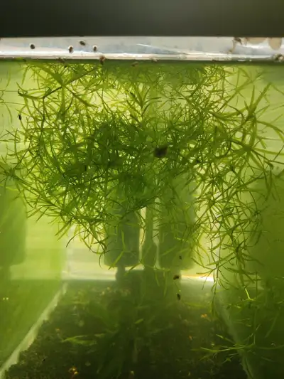 guppy grass, View more