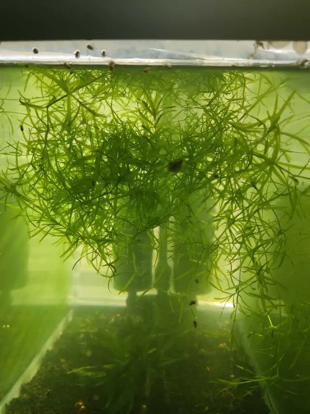 guppy grass in Fish for Rehoming in Markham / York Region - Image 2