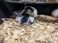 Feeder Rats