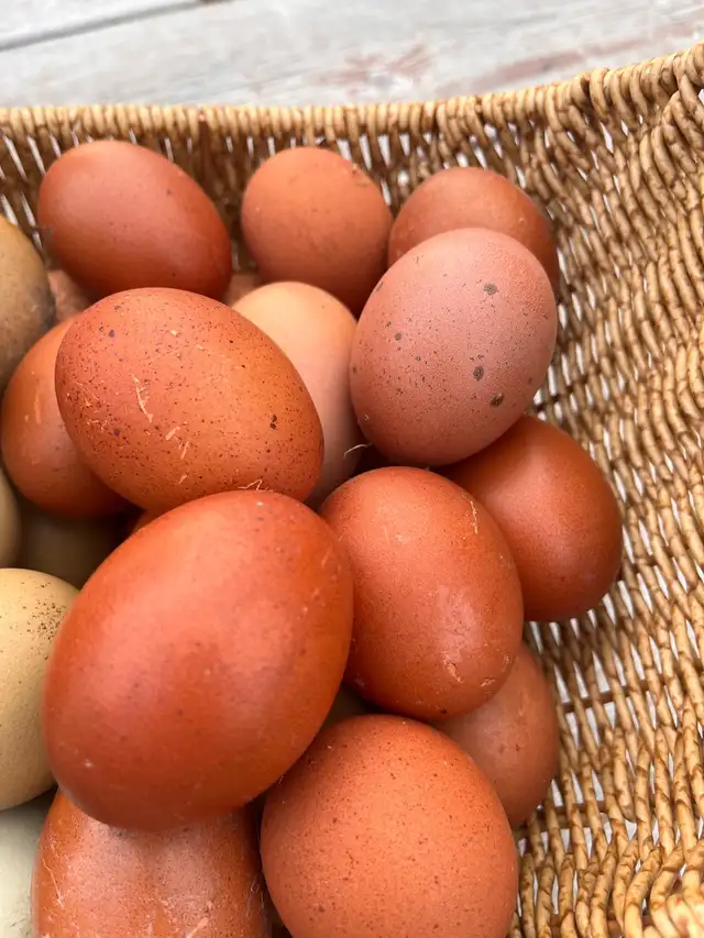 HATCHING EGGS & CHICKS in Livestock in Vanderhoof - Image 4