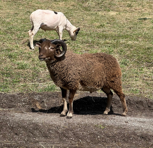 Purebred Shetland Ram. in Livestock in Peterborough - Image 3