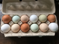 Barnyard Mix Hatching Eggs - Easter Eggers