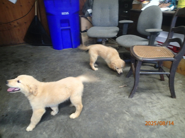 Golden Retriever pups dans Chiens et chiots à adopter  à Sherbrooke