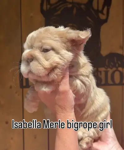 Big Rope French Bulldog Fluffy Puppies – Rare & Gorgeous We have 4 stunning Big Rope French Bulldog...