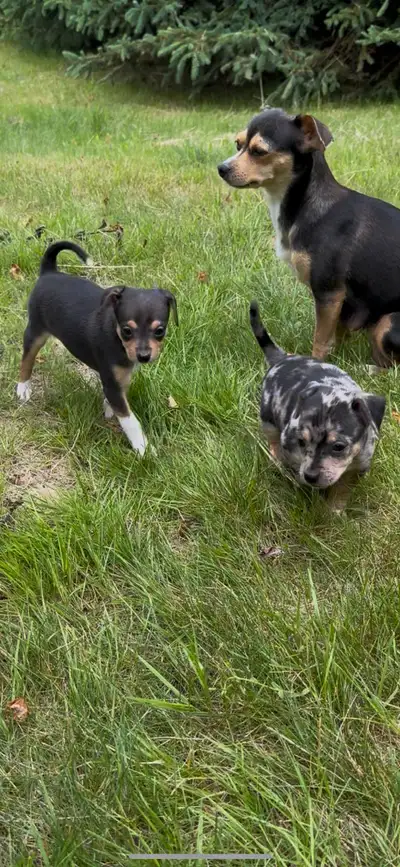 Chihuahua/ rat terrier puppies, View more