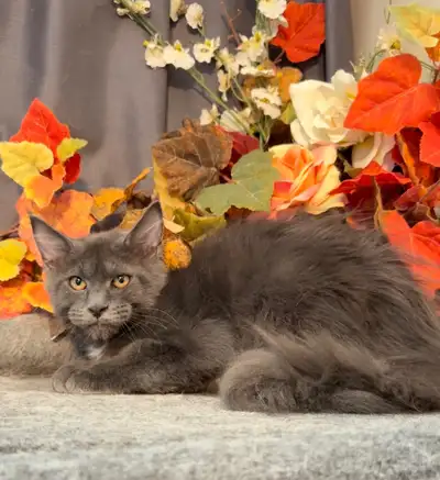 Maine Coon kitten female, View more