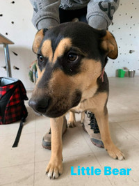 Little Bear-7mth male husky mix