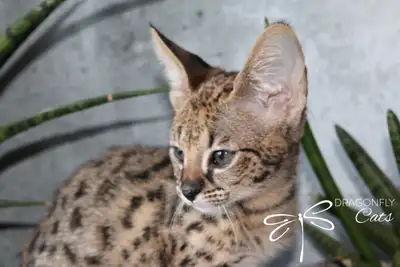 chaton F1 savannah, View more