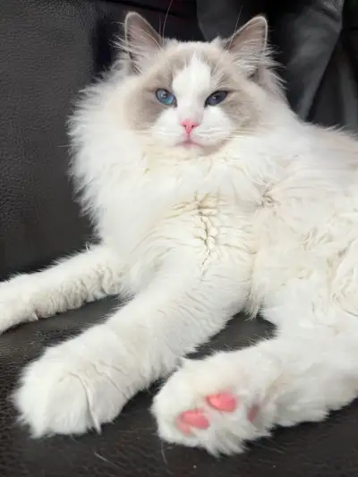 BLUEBI RAGDOLLS, View more
