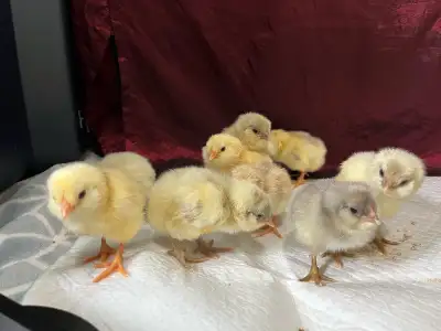 Ameraucana Straight Run Chicks, View more