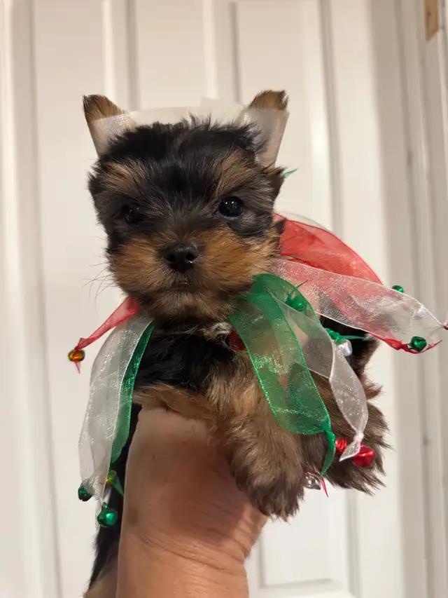 Yorkies puppies in Dogs & Puppies for Rehoming in Fredericton - Image 3