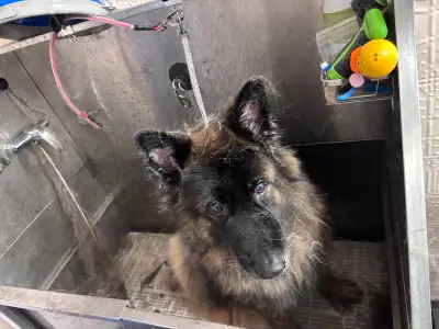Looking for a small commercial space to have a dog grooming shop with 1 to 2 groomers preferably ken...