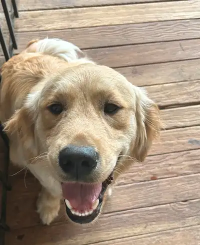 Golden retrievers for sale , View more