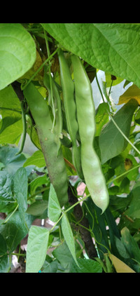 Green beans seeds and plants.  Beans are very delicious.
