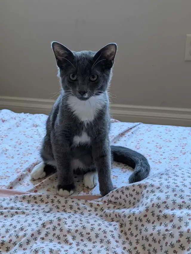 Grey and White Kitten (boy) in Cats & Kittens for Rehoming in Delta/Surrey/Langley - Image 6