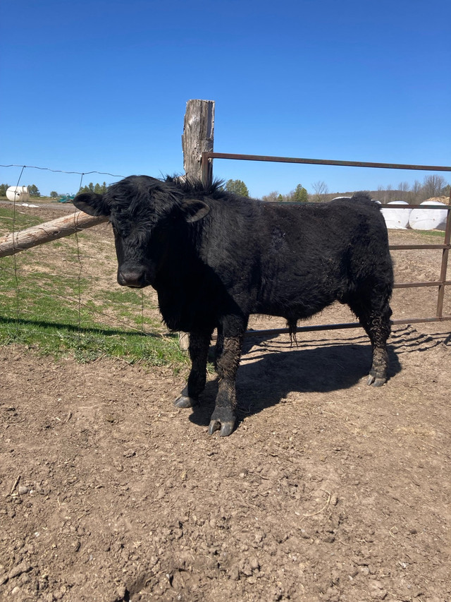  Black Angus bull in Livestock in Trenton
