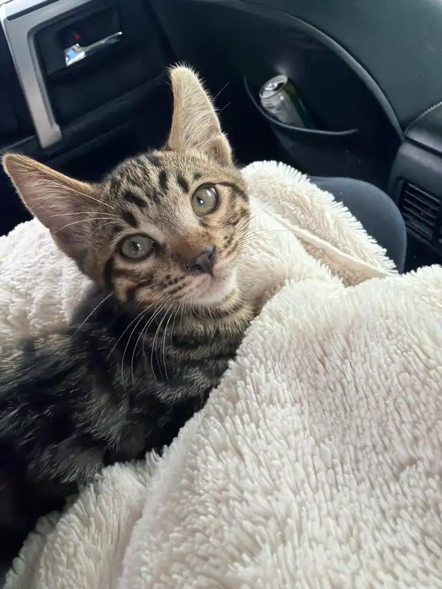 bengal kitten  in Cats & Kittens for Rehoming in Calgary - Image 3