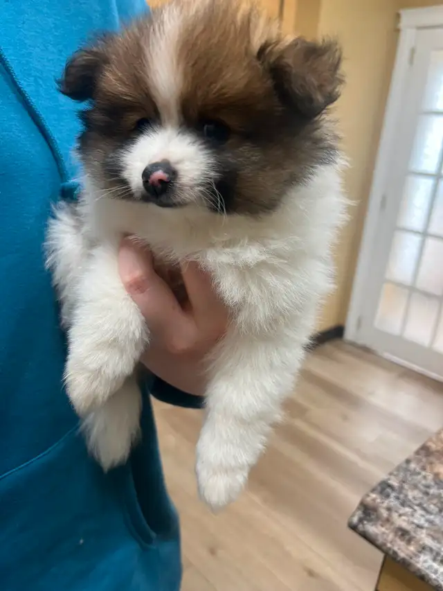 2 Male Pomeranian Puppies need a home make an offer in Dogs & Puppies for Rehoming in Edmonton - Image 6