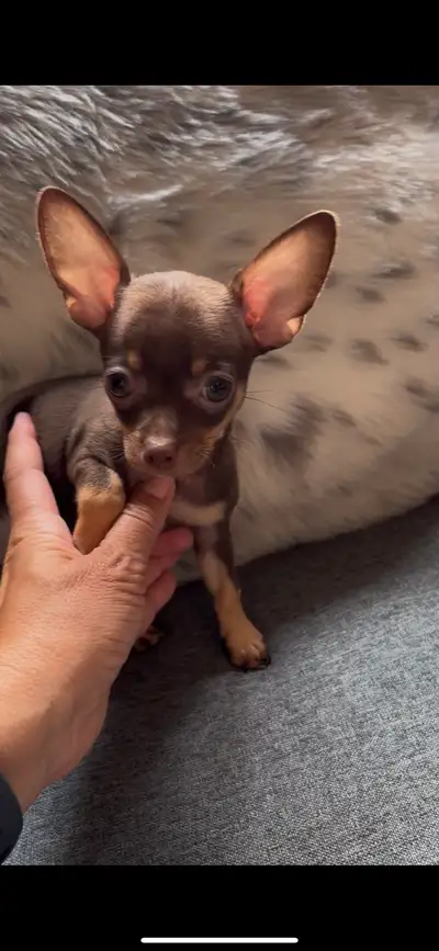 Chihuahua puppies for sale, View more