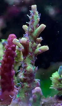 Coral Frags for Sale!