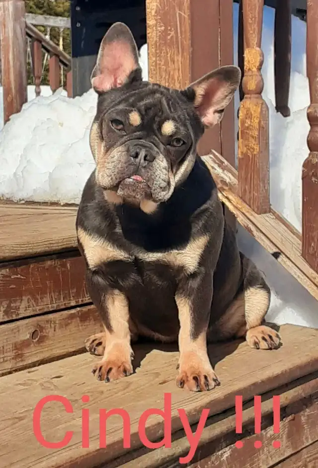 1 male et 2 femelles Ckc french bulldog / Bouledogue français ! in Dogs & Puppies for Rehoming in Laval / North Shore - Image 7