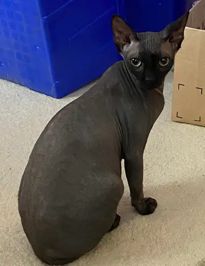 Absolutely gorgeous pure black Male Canadian Sphynx for sale fixed owners having to move so I’m list...