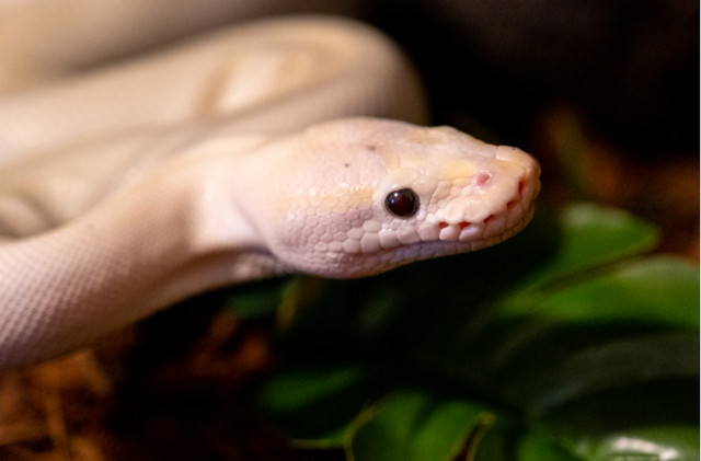 Beautiful Blue-eyed Lucy Ball Python in Reptiles & Amphibians for Rehoming in Ottawa - Image 2