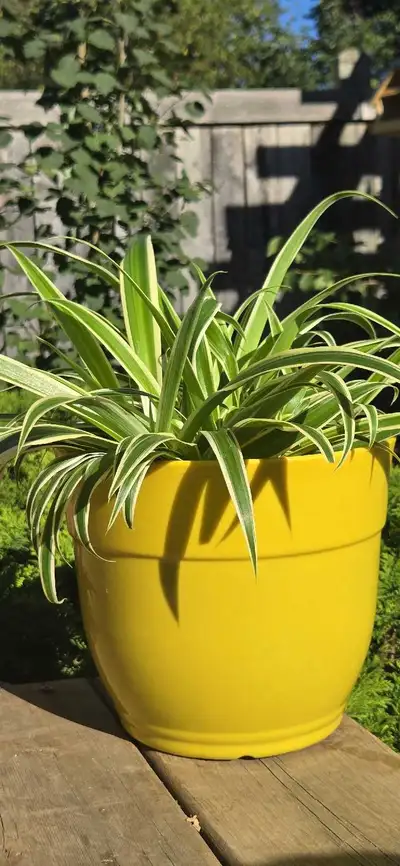 PLANT SALE! Large Spider Plant + New Yellow Plastic Pot, View more