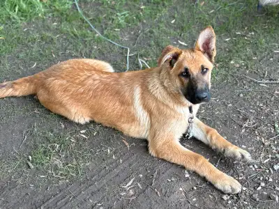 A beautiful 5 month old male German Dutch Shepherd for sale. (Pic 1+2) He is a quiet dog enjoys bei...