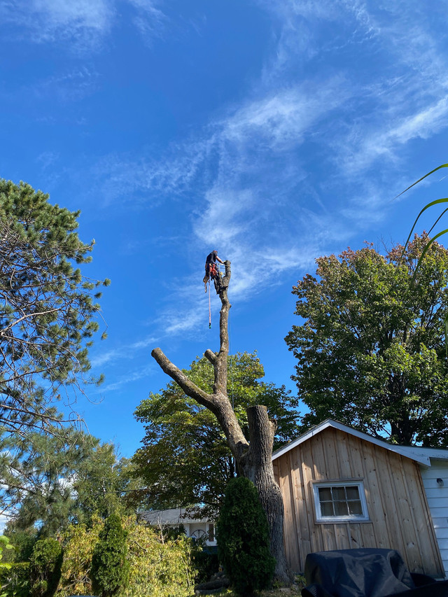 Experienced INSURED ARBORIST  in Lawn, Tree Maintenance & Eavestrough in North Bay - Image 2