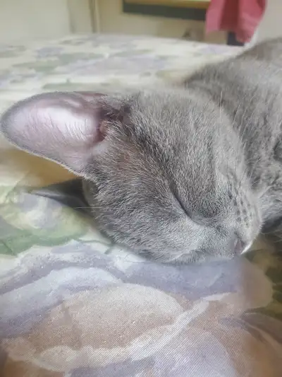A vendre chaton, View more