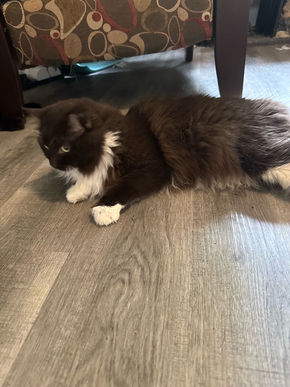 Main Coon/ Russian Blue/Ragdoll mix | Cats & Kittens for Rehoming ...