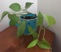 Neon pothos in a watering can planter - Porch pick up West End
