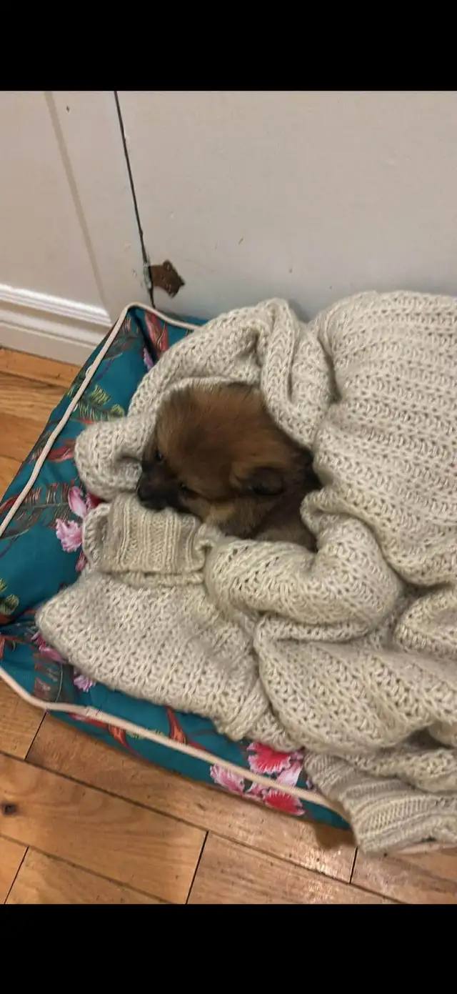 Pomeranian nain in Dogs & Puppies for Rehoming in Longueuil / South Shore - Image 5