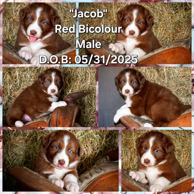 Border Collie (Health Tested Parents) in Dogs & Puppies for Rehoming in Hamilton - Image 4